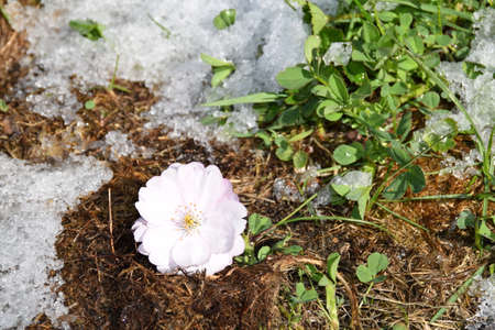 The bloom of a sakura tree on a snowy ground.の写真素材