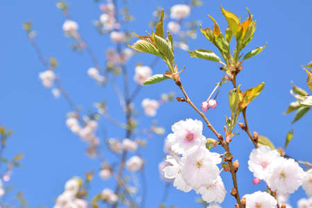 Sakura trees blooming on a sunny spring day.の写真素材