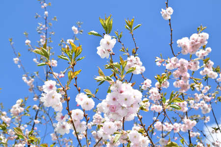 Sakura trees blooming on a sunny spring day.の写真素材