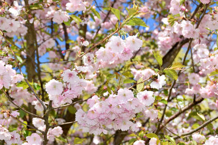 Sakura trees blooming on a sunny spring day.の写真素材