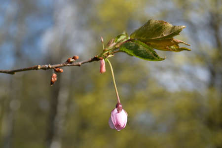 The buds of Sakura trees on a early spring day.の写真素材