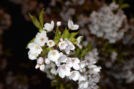 Blooming cherry tree at night.の写真素材
