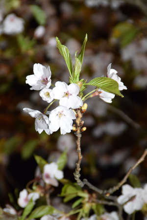Blooming cherry tree at night.の写真素材