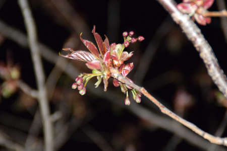 Buds of a sakura tree at nightの写真素材