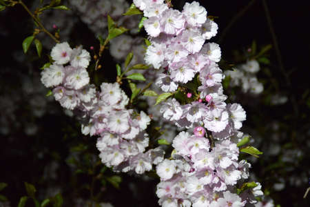 Blooming sakura trees at night.の写真素材
