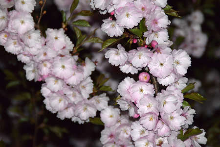Blooming sakura trees at night.の写真素材