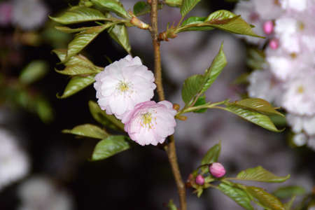 Blooming sakura trees at night.の写真素材