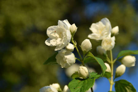 Sweet mock-orange bush blooming.の写真素材