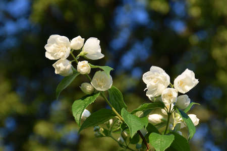 Sweet mock-orange bush blooming.の写真素材