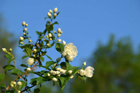 Sweet mock-orange bush blooming.の写真素材