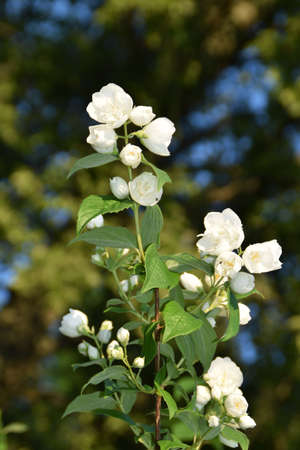 Sweet mock-orange bush blooming.の写真素材