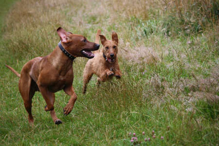 Rhodesian Ridgeback distance,