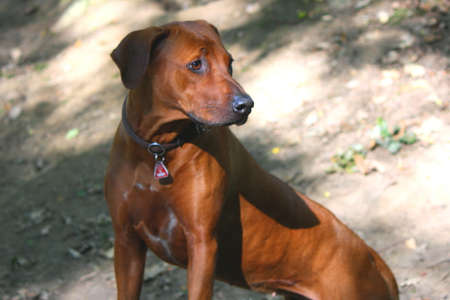 Rhodesian Ridgeback  