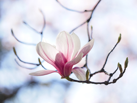 Magnolia flowersのeditorial素材