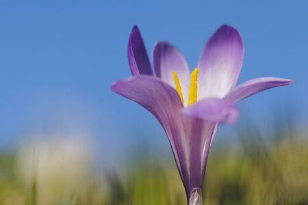 Spring Crocus with blue skyのeditorial素材