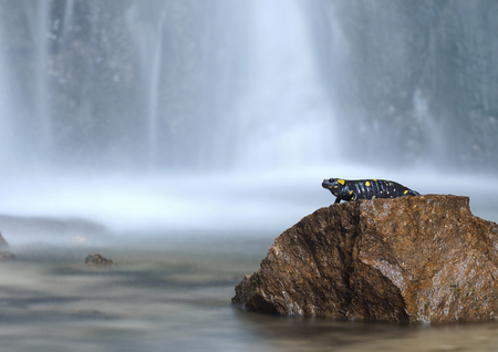 Pregnant female fire salamanderのeditorial素材