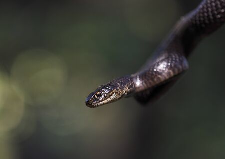 Aesculapian snake in the airのeditorial素材