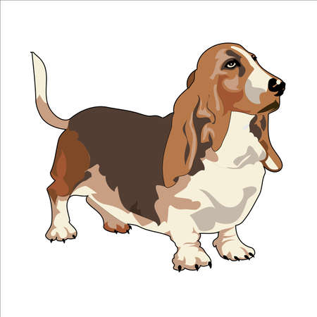 Realistic Vector Drawing of Basset Houndのイラスト素材