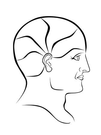 Vector Phrenology Head Blank Outline with 5 Brain Sectorsのイラスト素材