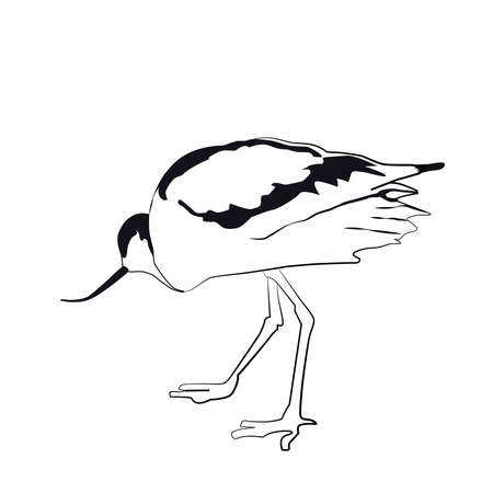 Vector - Avocet Bird Illustration, Recurvirostra Avosettaのイラスト素材