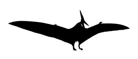 Vector - Pteranodon Silhouette Line Drawing Sketchのイラスト素材