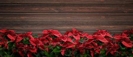 lovely christmas plant background wood floorの写真素材