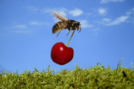 wasp cherry fly steal nature sky insect thief escape