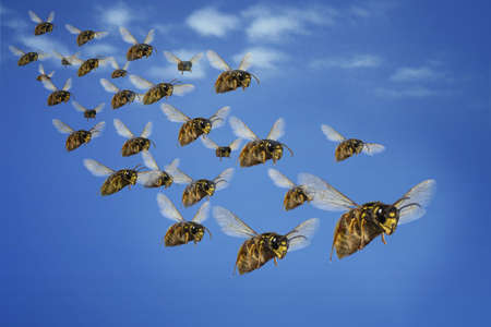 wasp attack swarm hunt nest wasp nest queen hornet