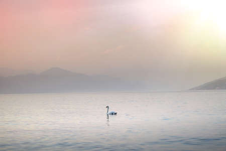 swan lake pond swan lake duck swans landscape romanticの写真素材