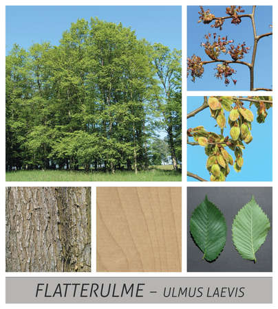 elm, ulmus glabra, flowers, fruits, green, ripe, sky, wood, collage