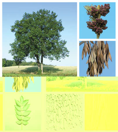 common ash, ash, European Ash, fraxinus excelsior, fruits, bark, wood, treeの写真素材