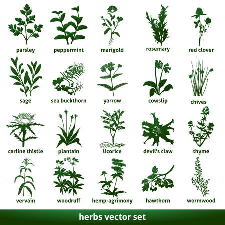 herbal medicinal vector set echinacea gentian sweetwoodのイラスト素材