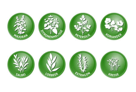 marjoram lemon balm coriander sage laurel tarragon cressのイラスト素材