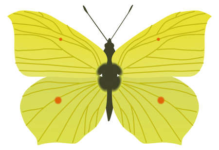 brimstone butterfly moth insect pretty dainty yellowのイラスト素材
