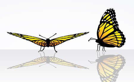 monarch butterfly Danaus plexippus front side flat openのイラスト素材