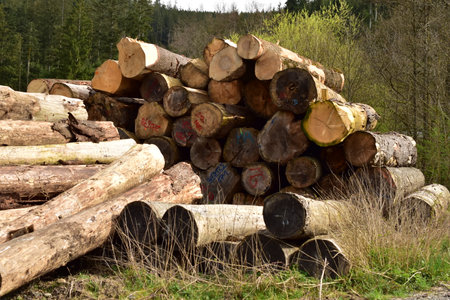 Pile of logs in a rural place