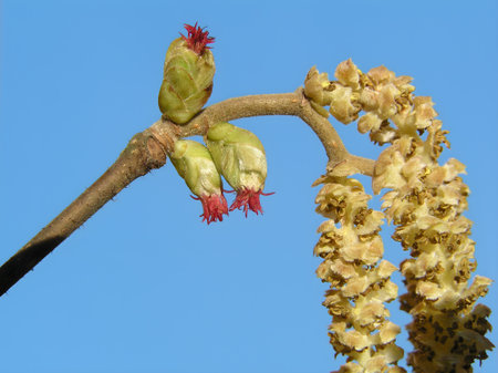 A hazelnut tree with lush foliage