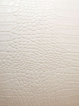 Texture of white crocodile leatherの写真素材