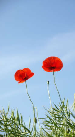 Beatiful poppies on blue skyの写真素材