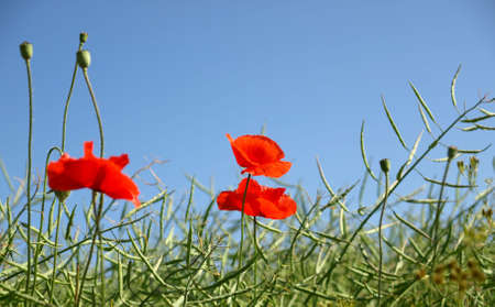Three poppies in rape fieldの写真素材