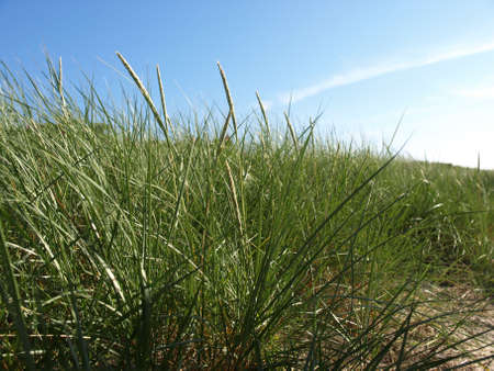 Grass of duneの写真素材