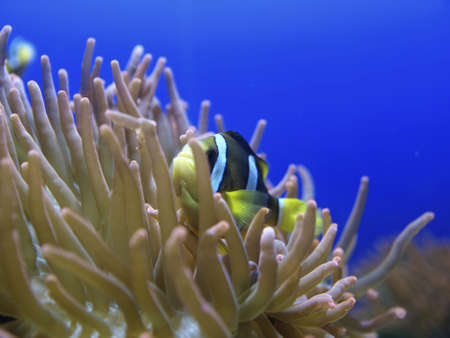 Anemone fishの写真素材
