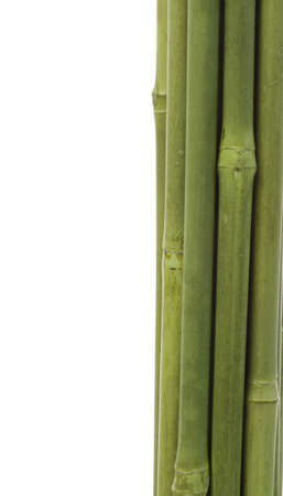 Green Bamboo on whiteの写真素材