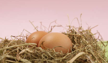 Two fresh eggs with hayの写真素材