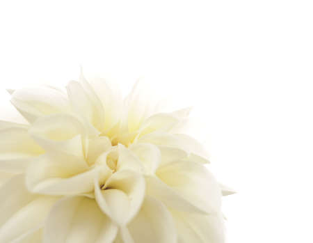 Dahlia on whiteの写真素材