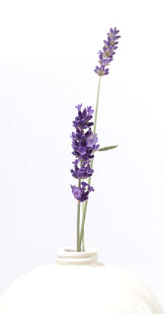 Twig of lavenderの写真素材