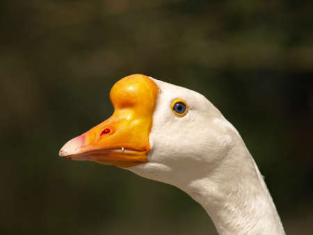 Portrait of a white Chinese gooseの写真素材