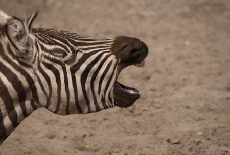 Zebra with opened mouthの写真素材