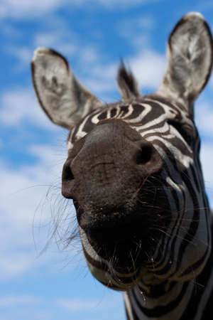 Close up of a zebra's beard, selective focus of the zebra head on a blue summer skyの写真素材