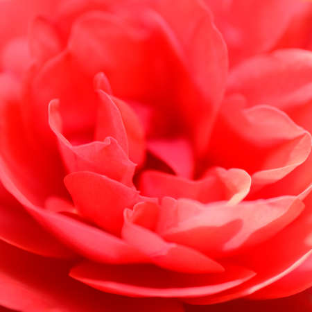 Detail of a beautiful roseの写真素材